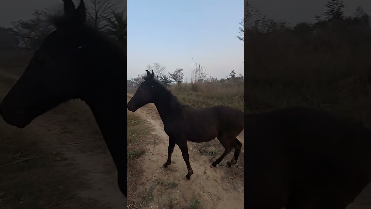 #stallion ##devsahibsire #marwarihorse 