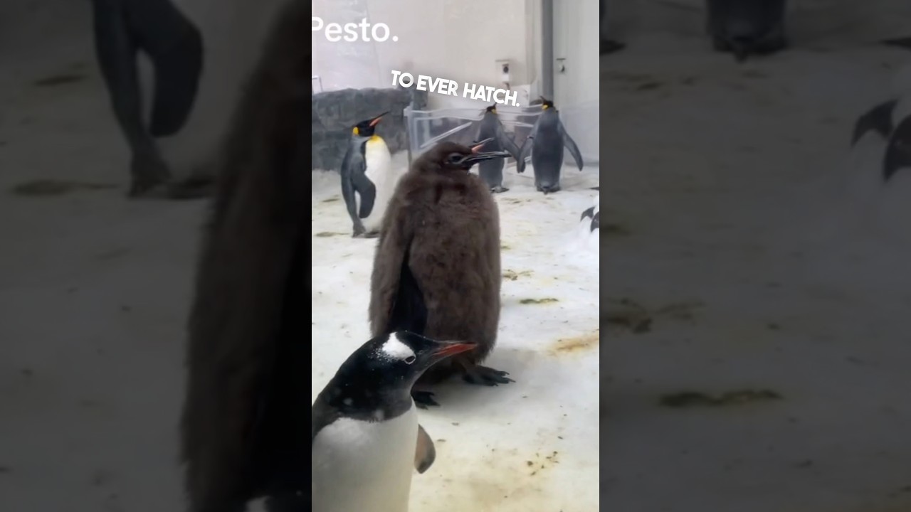 Этот пингвинёнок по имени Песто просто огромный 😂