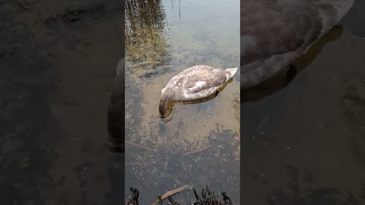 Brave Little Cygnet swim through Ice