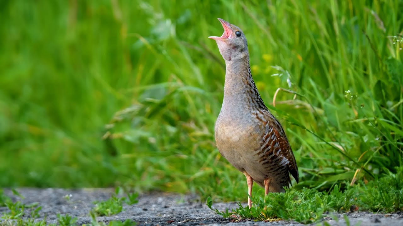 Spotting the Elusive Corncrake ~ The 