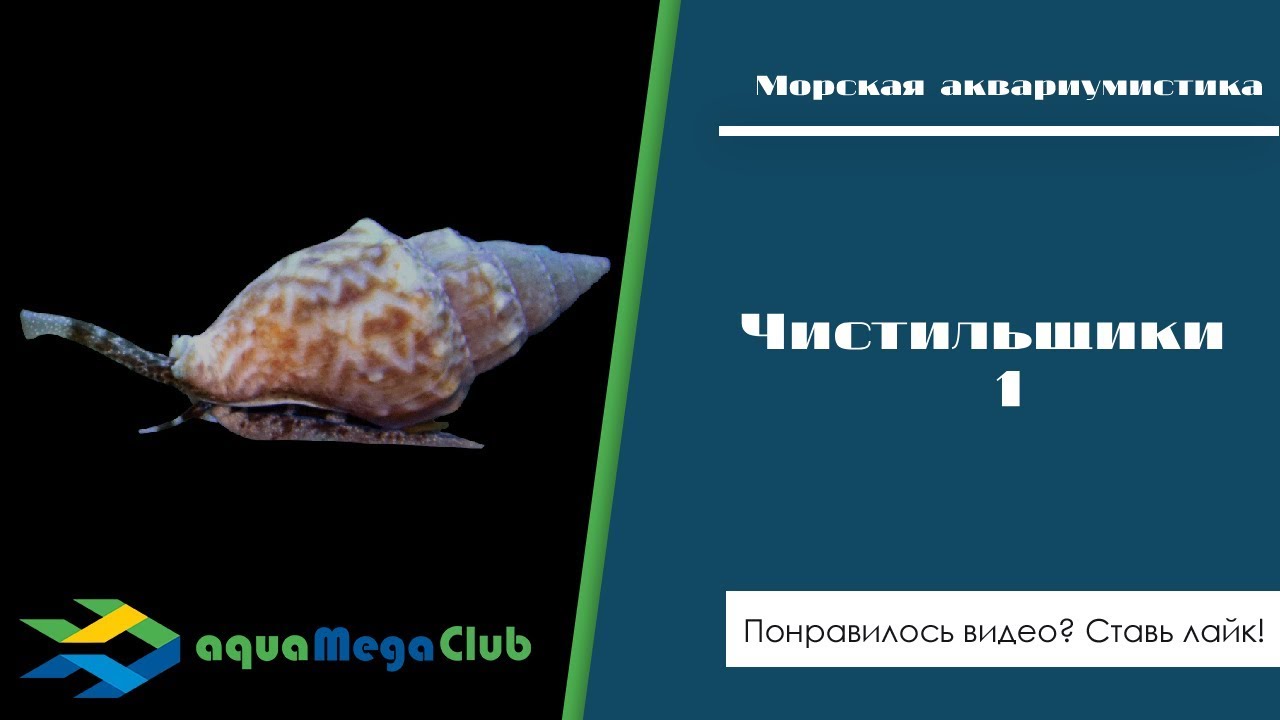 Чистильщики, часть 1: морские улитки нассариус, стромбус