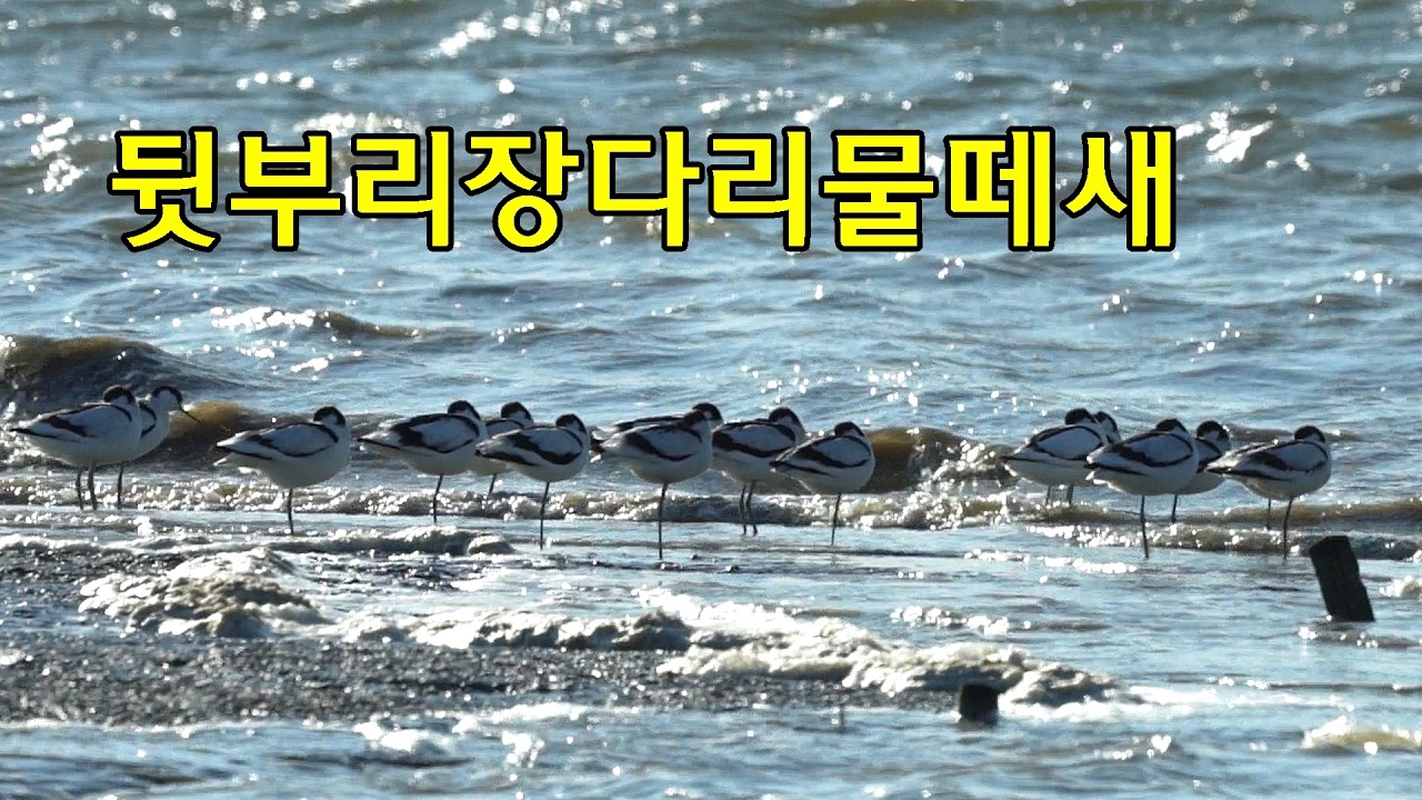 뒷부리장다리물떼새