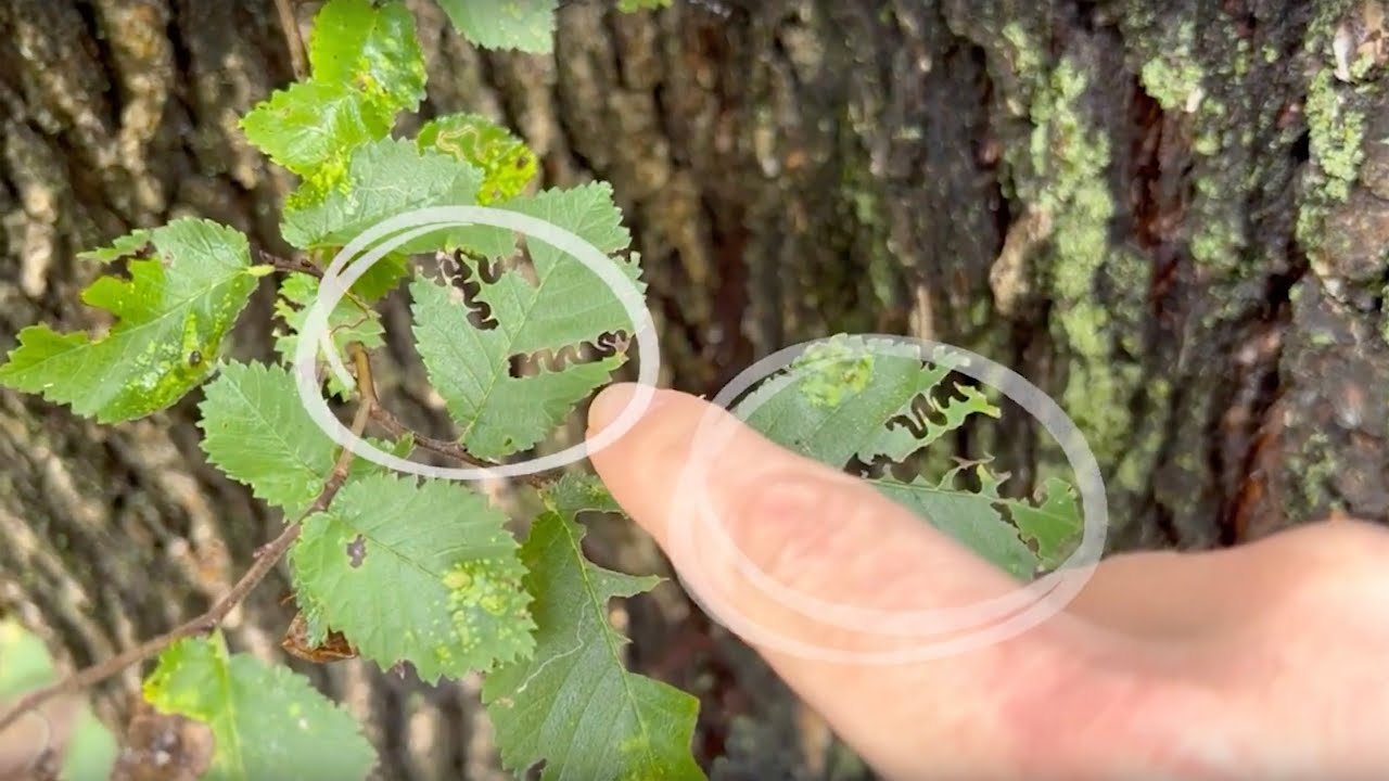 Homegrown | How to Scout Your Trees for Pests Like a Pro