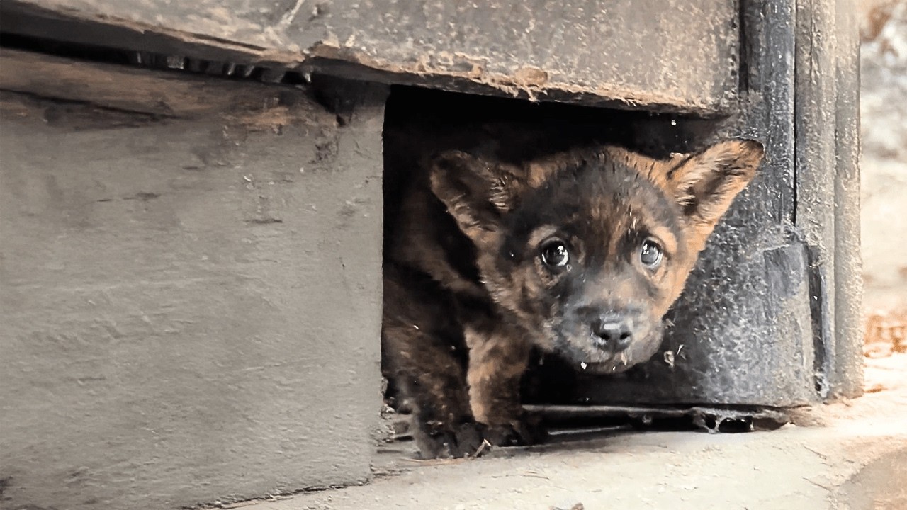 Пугливая бездомная собака, благодаря заботе мужчины, постепенно снова поверила людям.