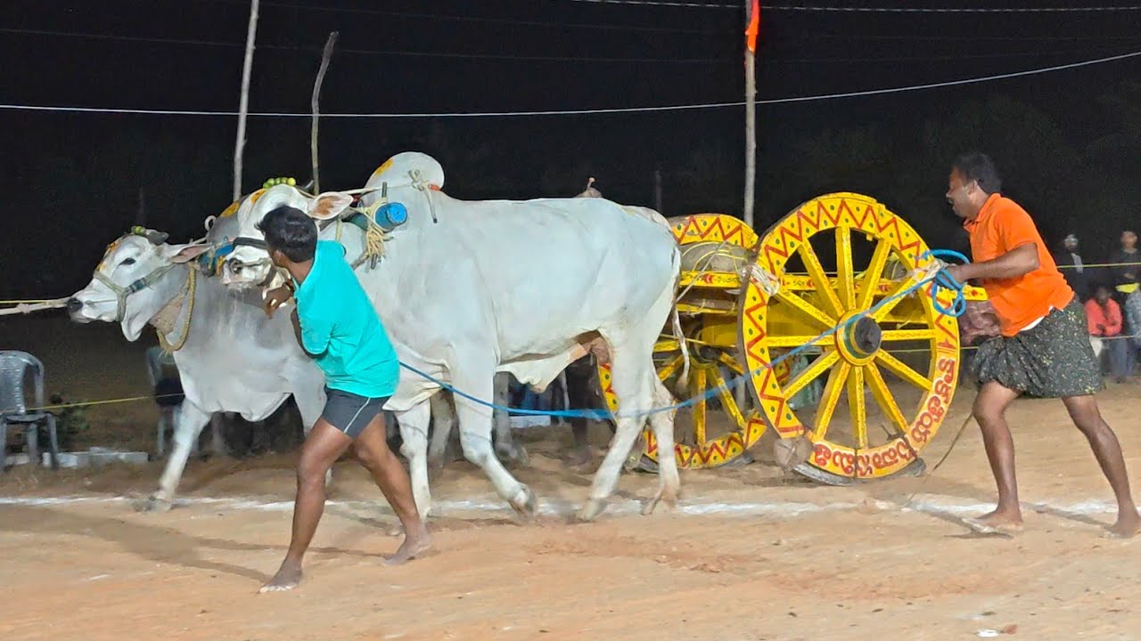 2026-సోపిరాల.పూటి బండి సీనియర్స్.12వ జత.కుంచాల వేదాశ్రీలత గారు పగడంవారిపాలెం గ్రామం బాపట్ల జిల్లా