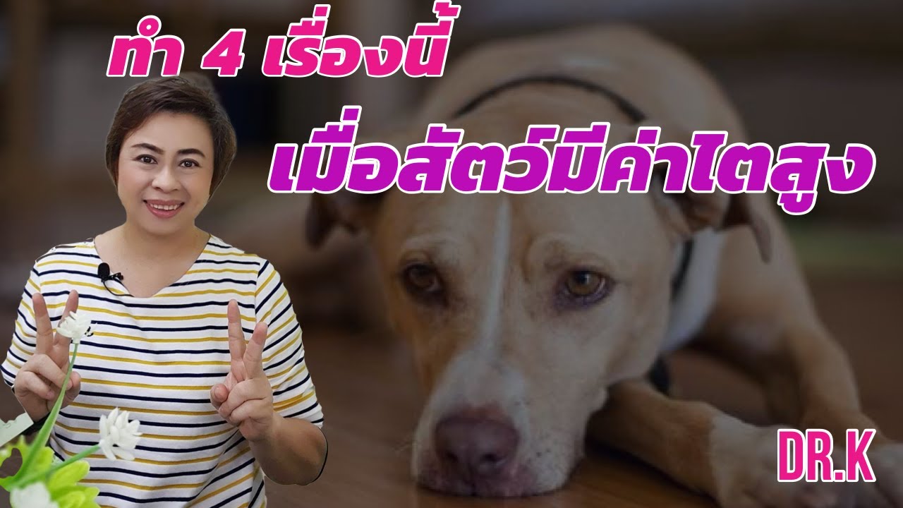Live!....ทำ 4 เรื่องนี้ เมื่อสัตว์มีค่าไตสูง