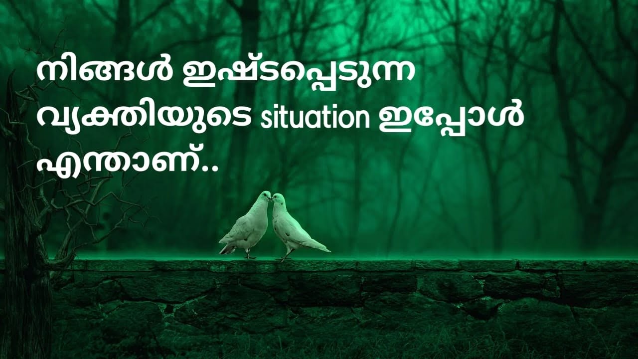 നിങ്ങൾ ഇഷ്ടപ്പെടുന്ന വ്യക്തിയുടെ current എനർജി ഇപ്പോൾ എന്താണ് ?..🧚