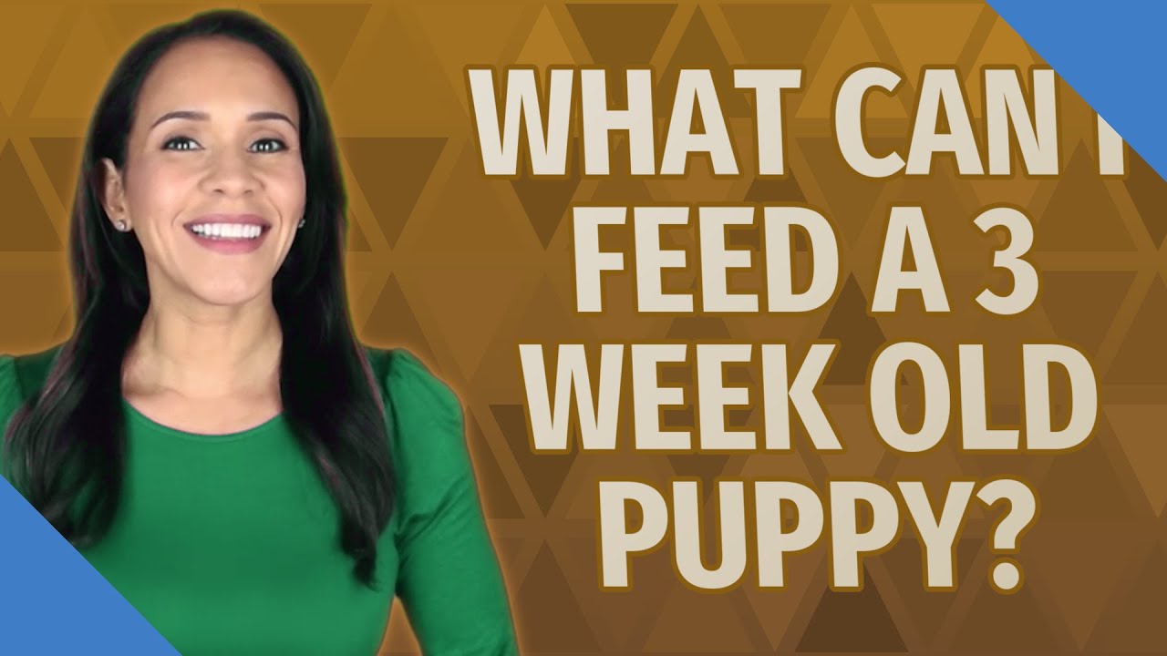 What can I feed a 3 week old puppy?