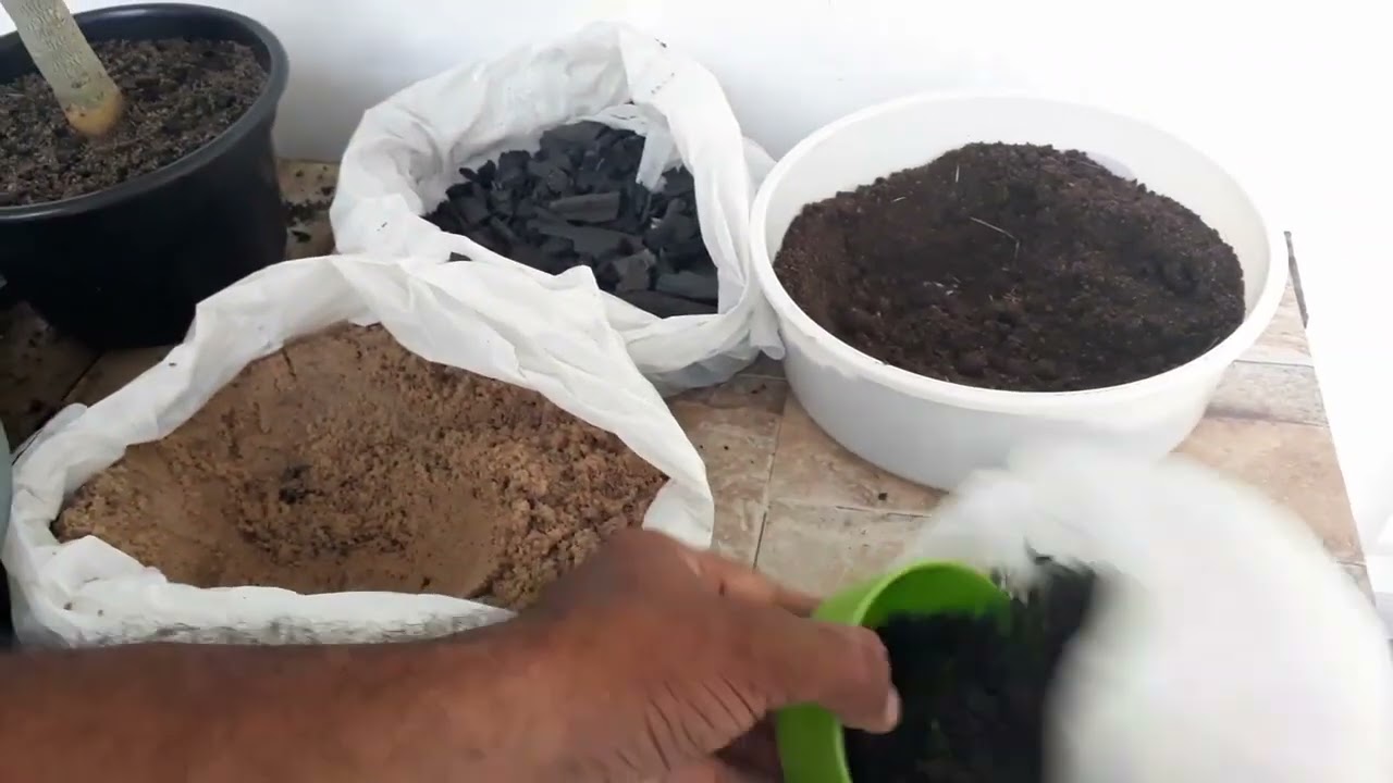 Substrato bom para rosa do deserto crescer 
