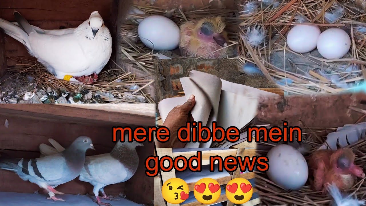 Kabutar ke Ande 🐣 bacche 🐤ke shauk aur gande ki gandgi  dibbe mein pepar kaise dalehe hai  👀🕊️👀👀