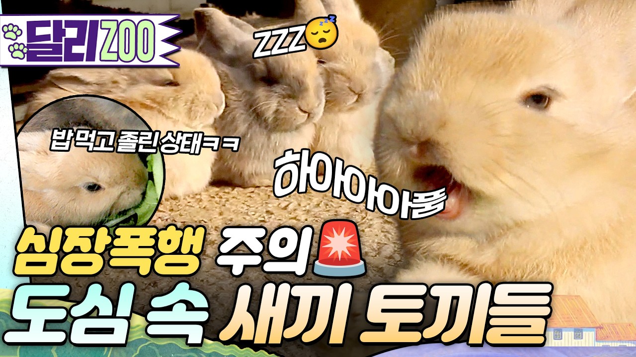 [🐕#달리ZOO] 아기 토끼 ‼️여섯마리‼️를 한 번에 볼 수 있으며👍💞 매우 감동적인 영상임을 장담합니다🐇☘️ #TV동물농장 #달리 #DALI