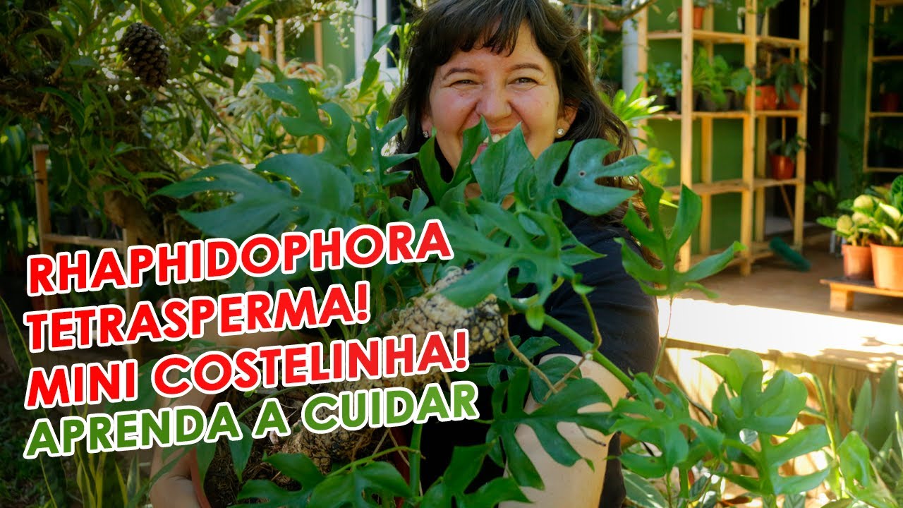 RHAPHIDOPHORA TETRASPERMA! Como replantar + suporte e dicas de cuidados