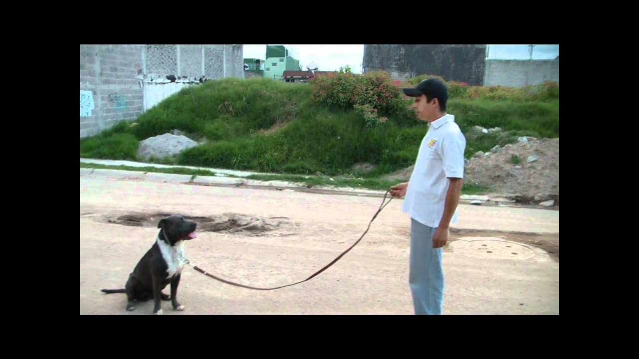 American Pitbull Terrier - Obediencia Básica (Muestreo) - Panta