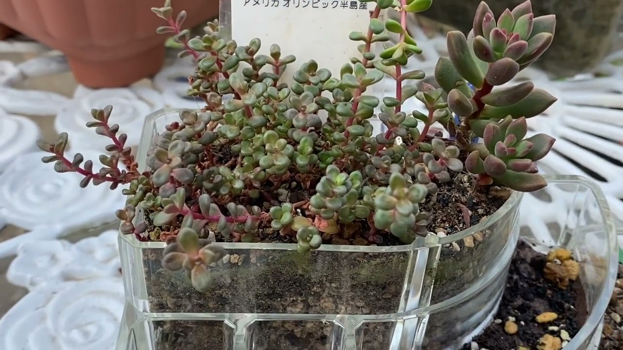 Sedum Divergens