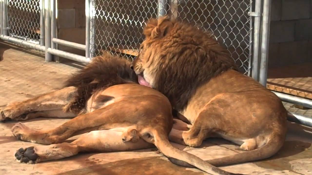 One Lion Licks Another Pen PAWS