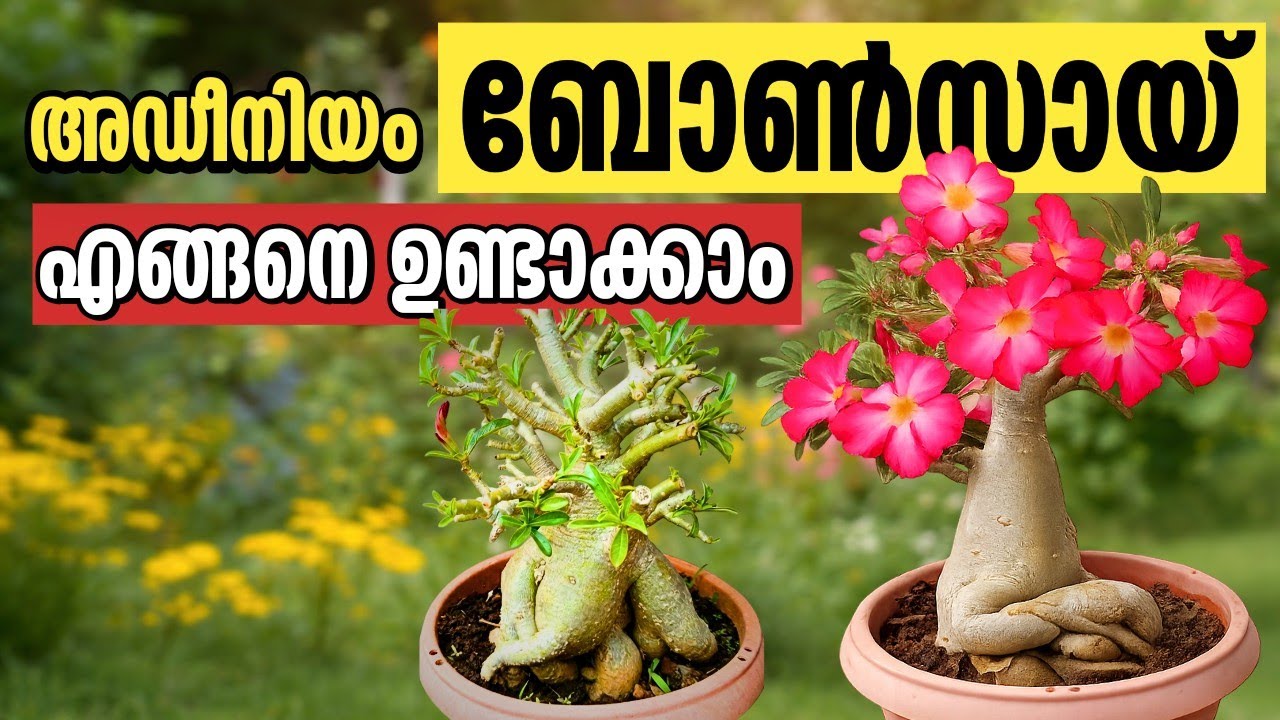 How to Shape Adenium Caudex into a Beautiful Bonsai | അഡീനിയം ബോൺസായ് shape ചെയ്യാം 