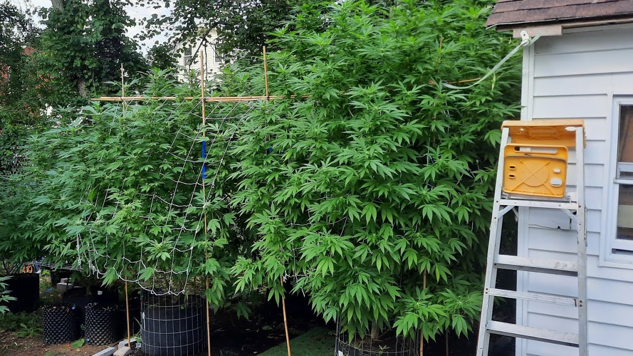 Outdoor Weed Grow 2023 EP1. 