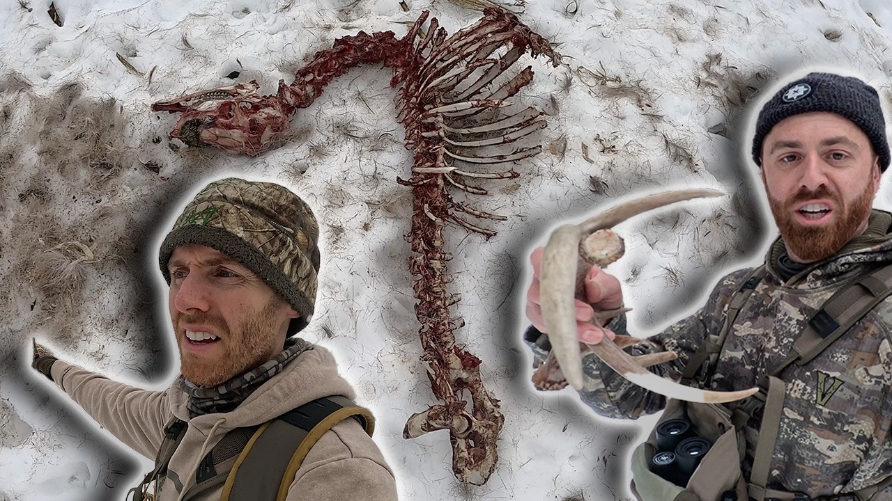 First Shed Hunt in New York - Dead Deer and Snow Sheds