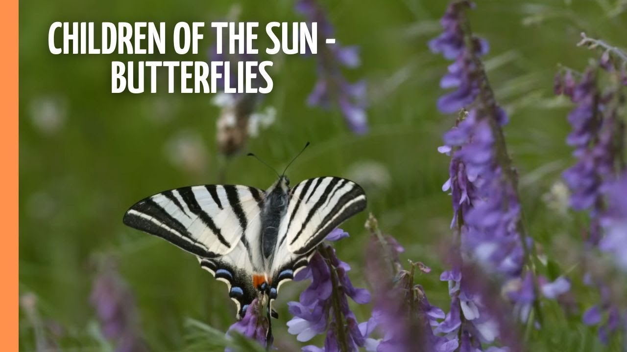Children of the Sun - Butterflies | Full Documentary