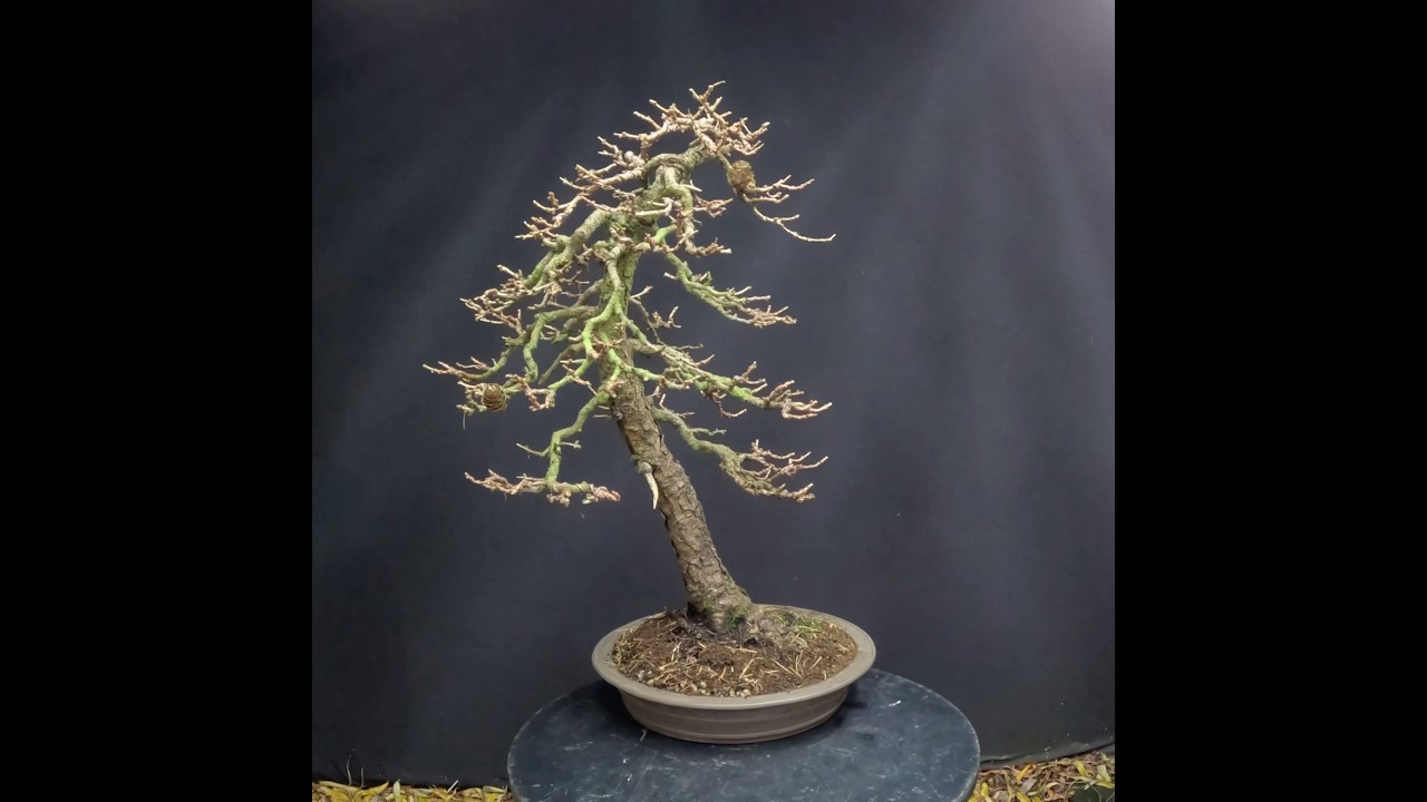 A Larch bonsai commission I finished today #bonsai #larch #bonsaitree #art