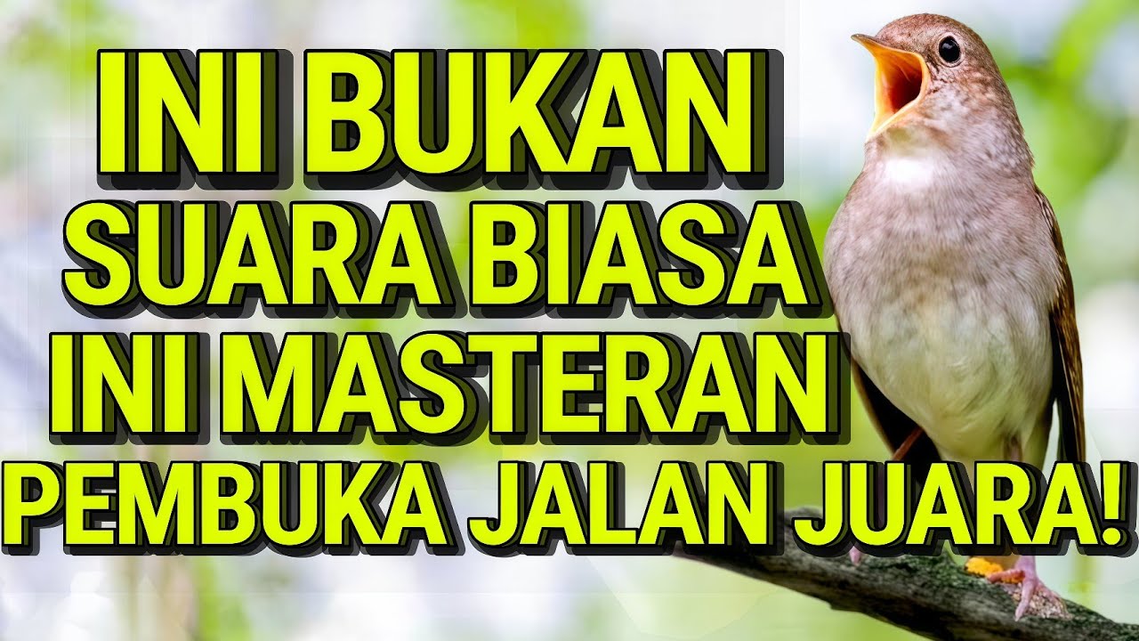 Masteran Burung Universal Tanpa Batas &ndash; Suara Isian Gacor Sepanjang Masa! #sikatanlondo #muraibatu 