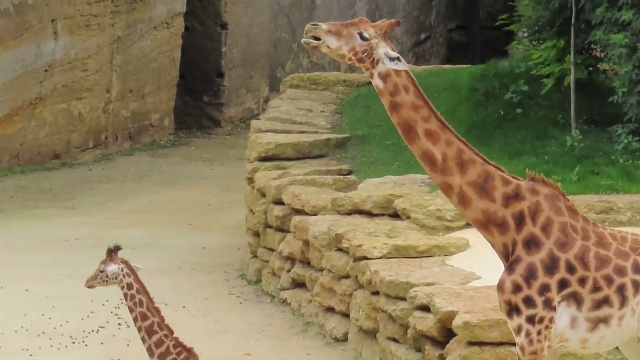 Extreme oral stereotypic behaviour in a captive giraffe (tongue playing and rolling)