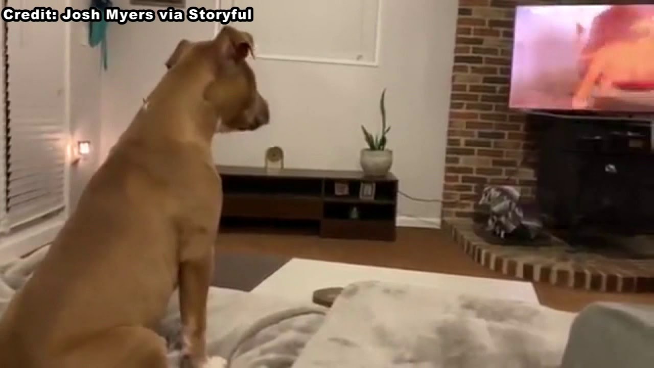 Dog's emotional reaction to 'The Lion King'