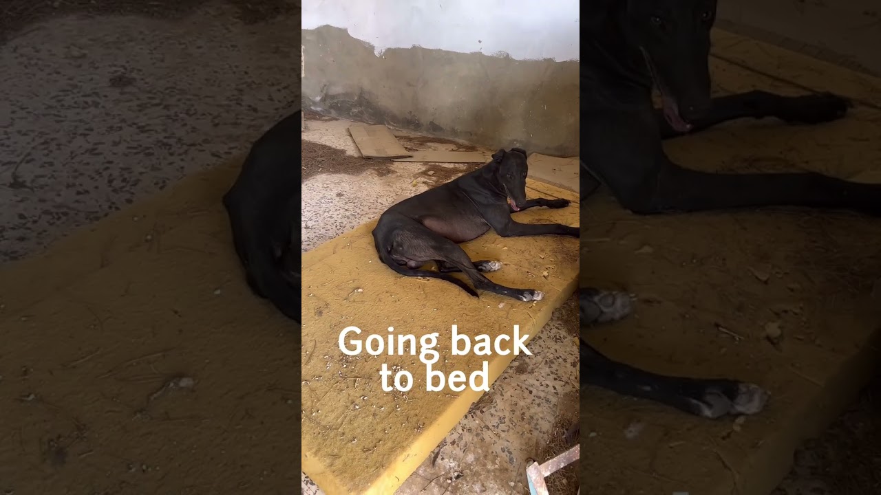 Three galgos rescued from dying in the extreme heat!