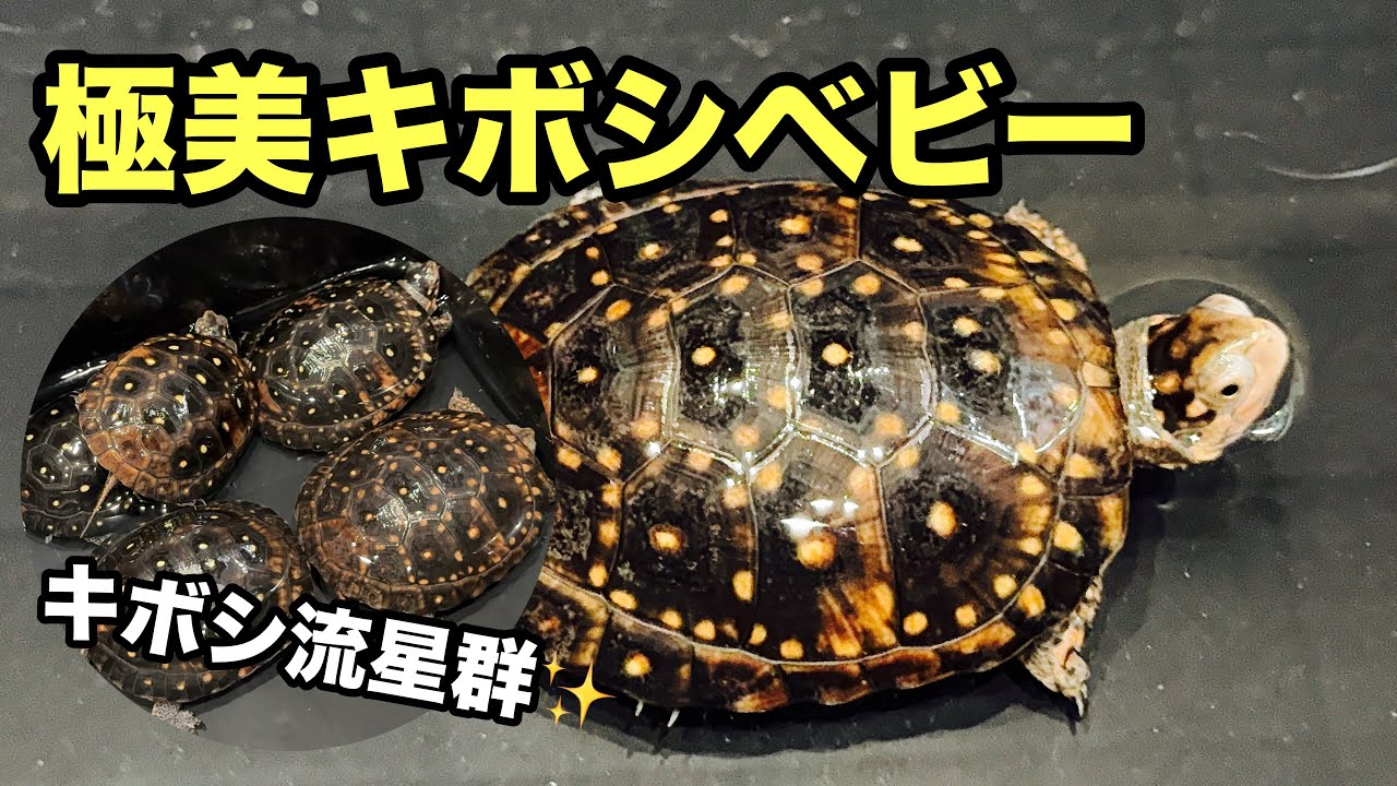 星がたくさん！将来有望なキボシイシガメのベビーたち。