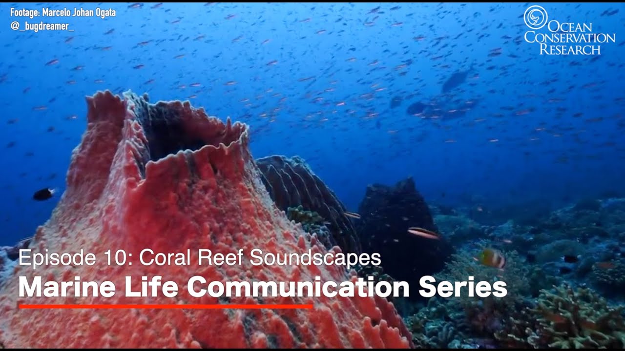 Coral Reef Soundscapes - Marine Life Communication Series