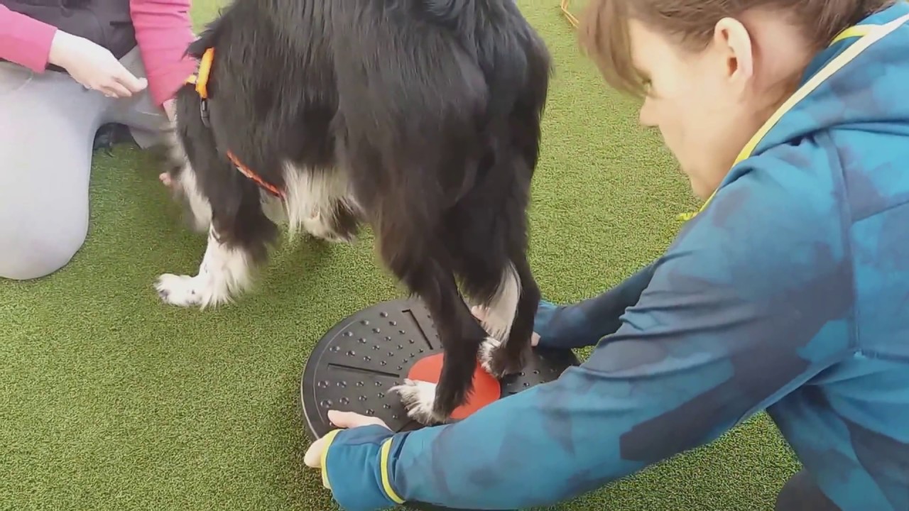 BoldiVetTV: RehabPet - alebo cvičenie pre v&scaron;etk&yacute;ch