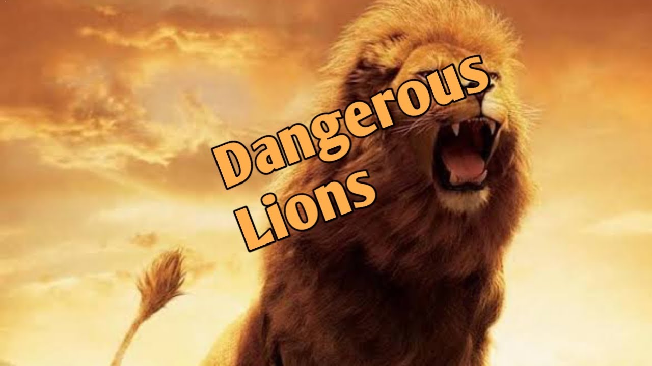 Amazing Paradise of Lions  in Animal Vlog