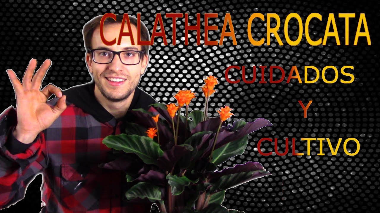 Cultivo y cuidados de la Calathea Crocata