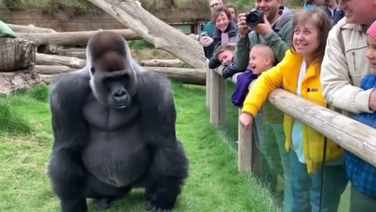 This Gorilla Broke the Internet 😂🦍 | Funniest Animal Clip Today