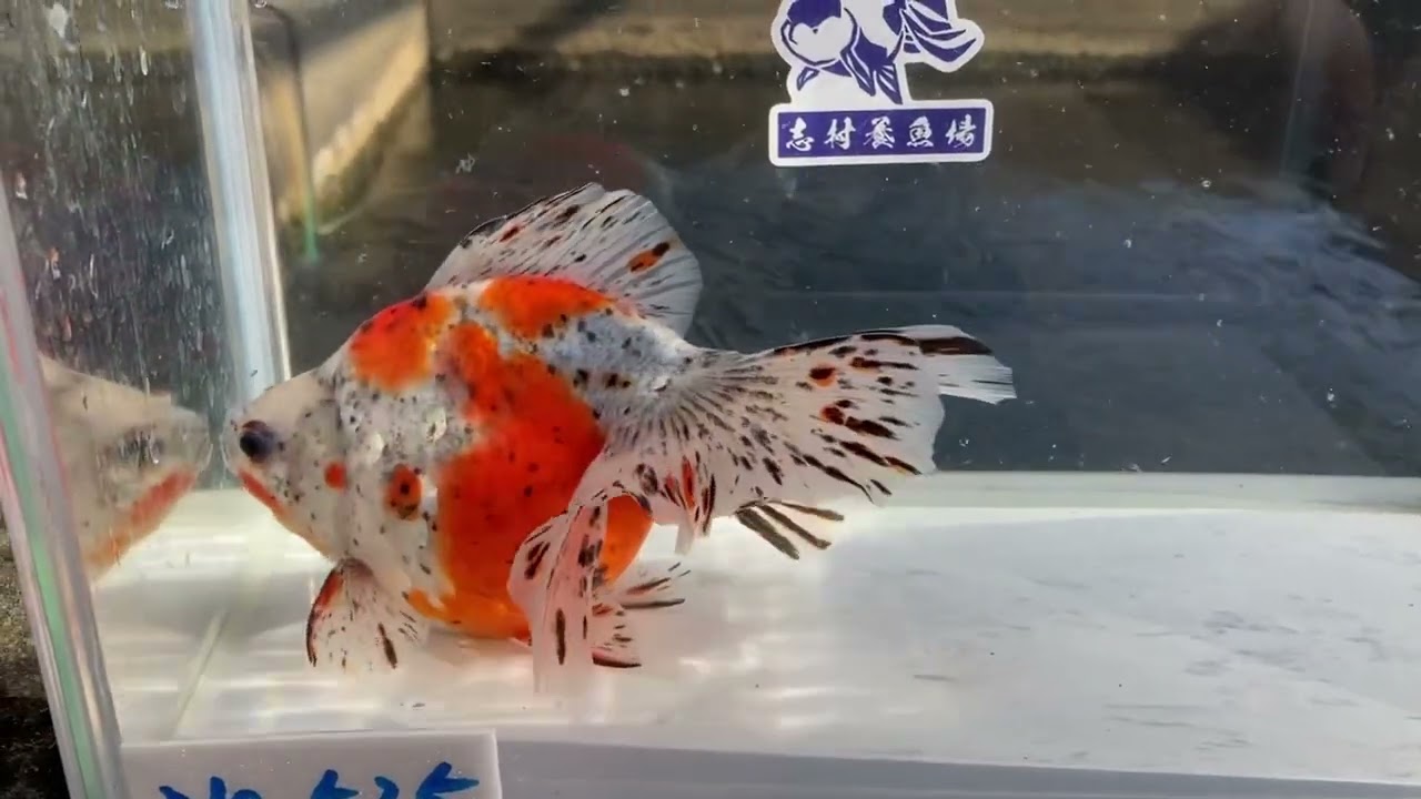 No.525 ブロードテール琉金