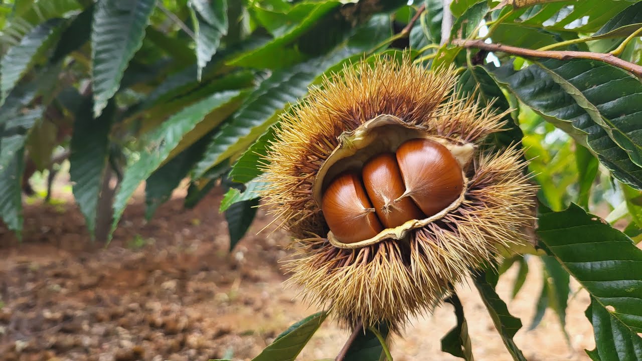 [시흥] 계수밤농장 밤따기 2탄!