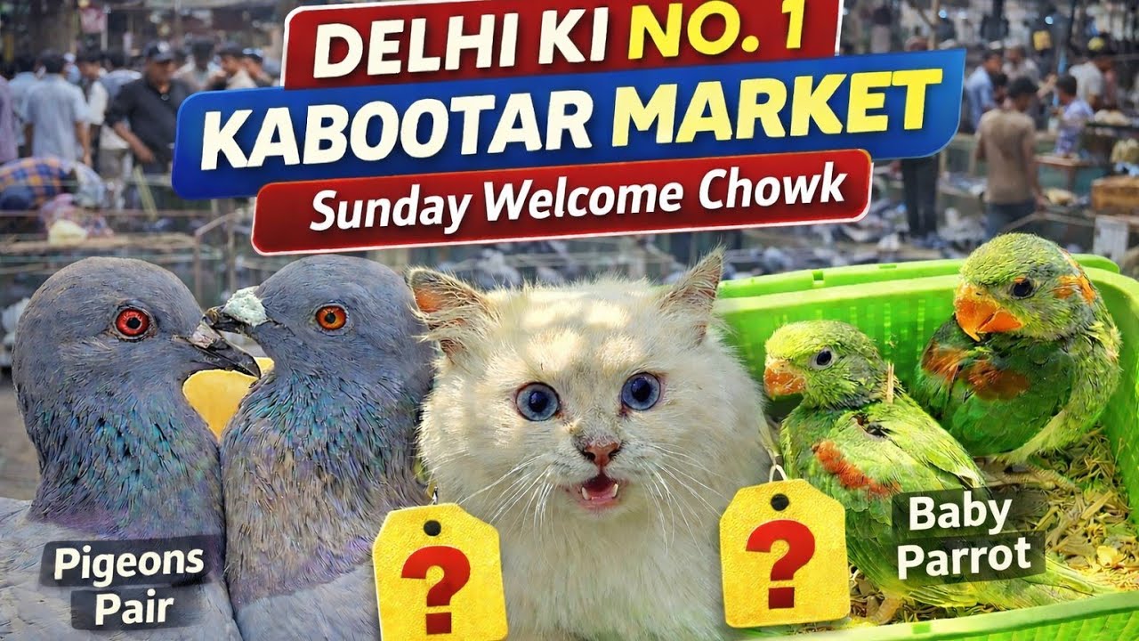 🔥Delhi Ki No.1 Kabootar Market 🐦 | Sunday Welcome Chowk | 🕊️Pigeons , Baby 🦜Parrot & 😺Cat ₹? #vlog 