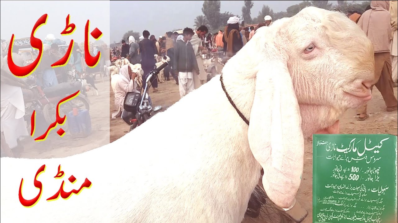 Goat Market Visit. ناڑی منڈی کی سیر