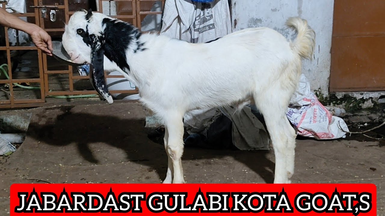 MASHALLAH BEHTARIN QUALITY GULABI GOAT,S  AVAILABLE AT IRSHAD KOTA 📲 (7740803310) #KOTA ANIMAL 