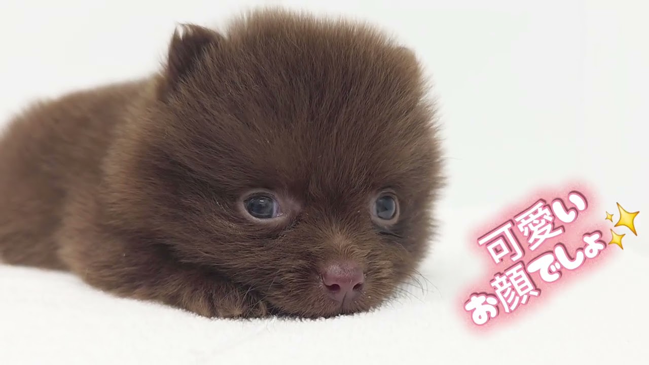 【ポメラニアン】モグラじゃないよ！ポメだよ！