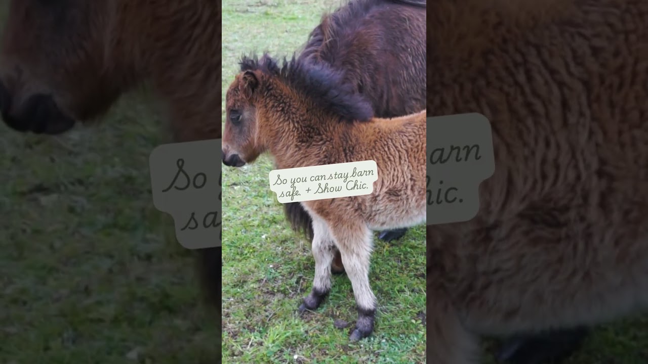 Meet Chic Pony Boutique 🤍 Natural Horse Care
