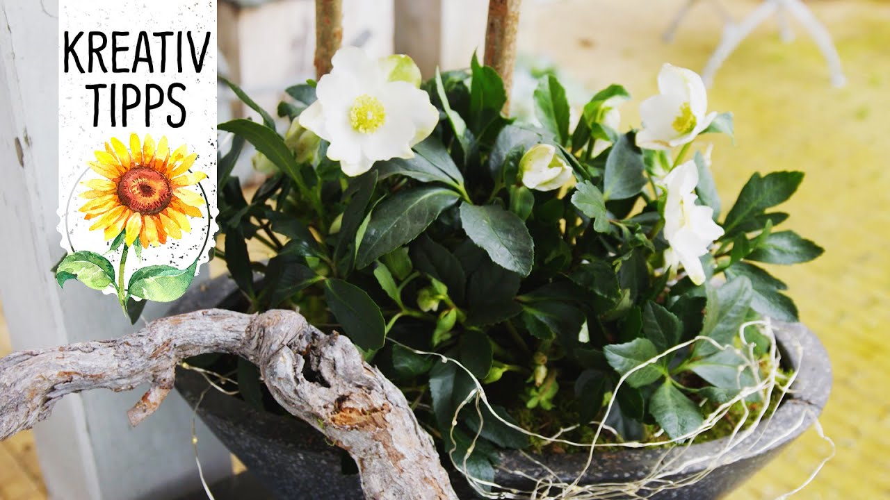 Christmas floristry and decoration with the Christmas rose WinterSun&reg; Part 1 (DIY) - Volmary Crea...