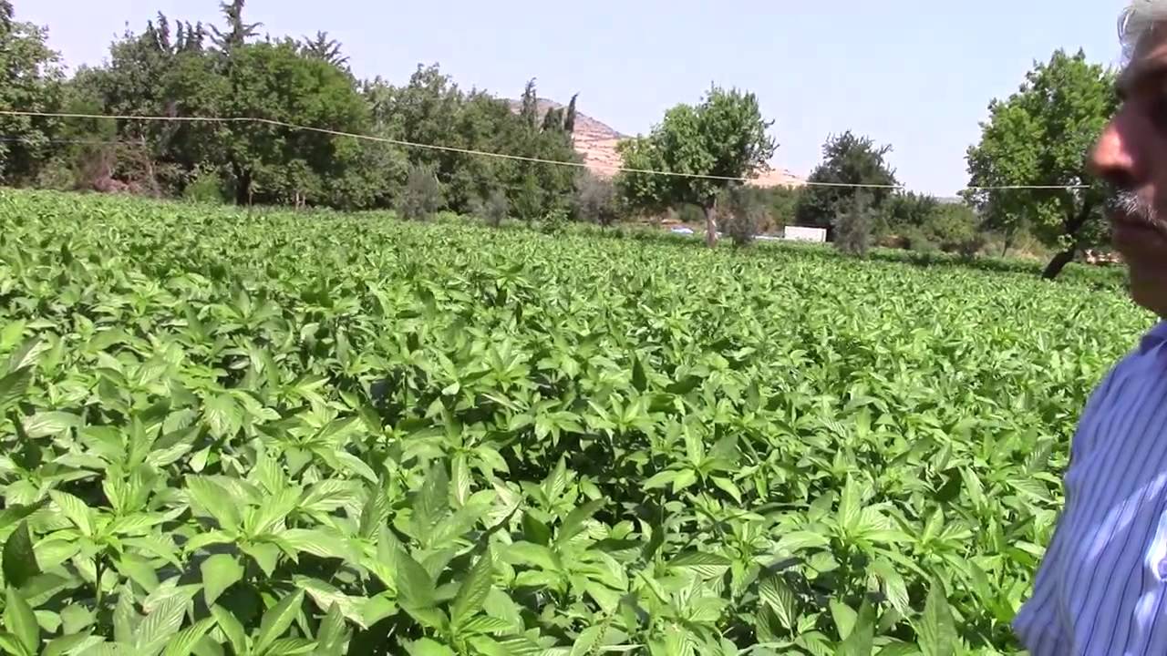 الاستثمار في زراعة الملوخية في مدينة كلس التركية