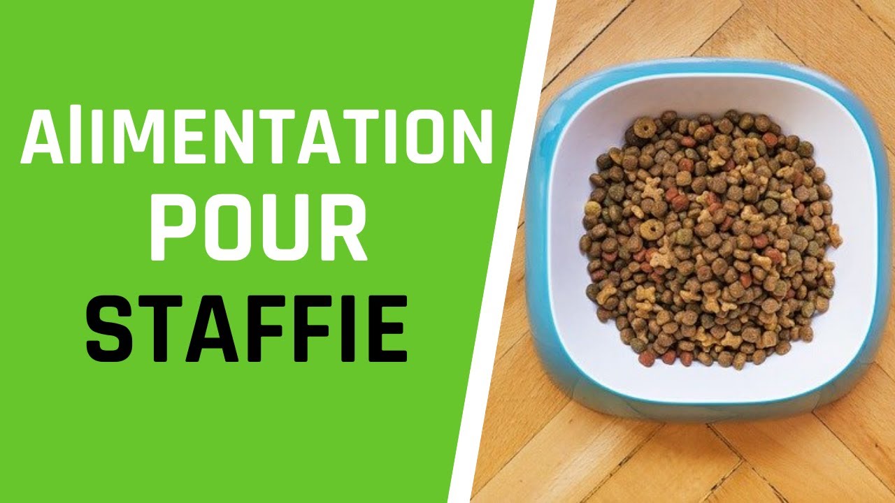 L'ALIMENTATION POUR STAFFIE: le guide complet