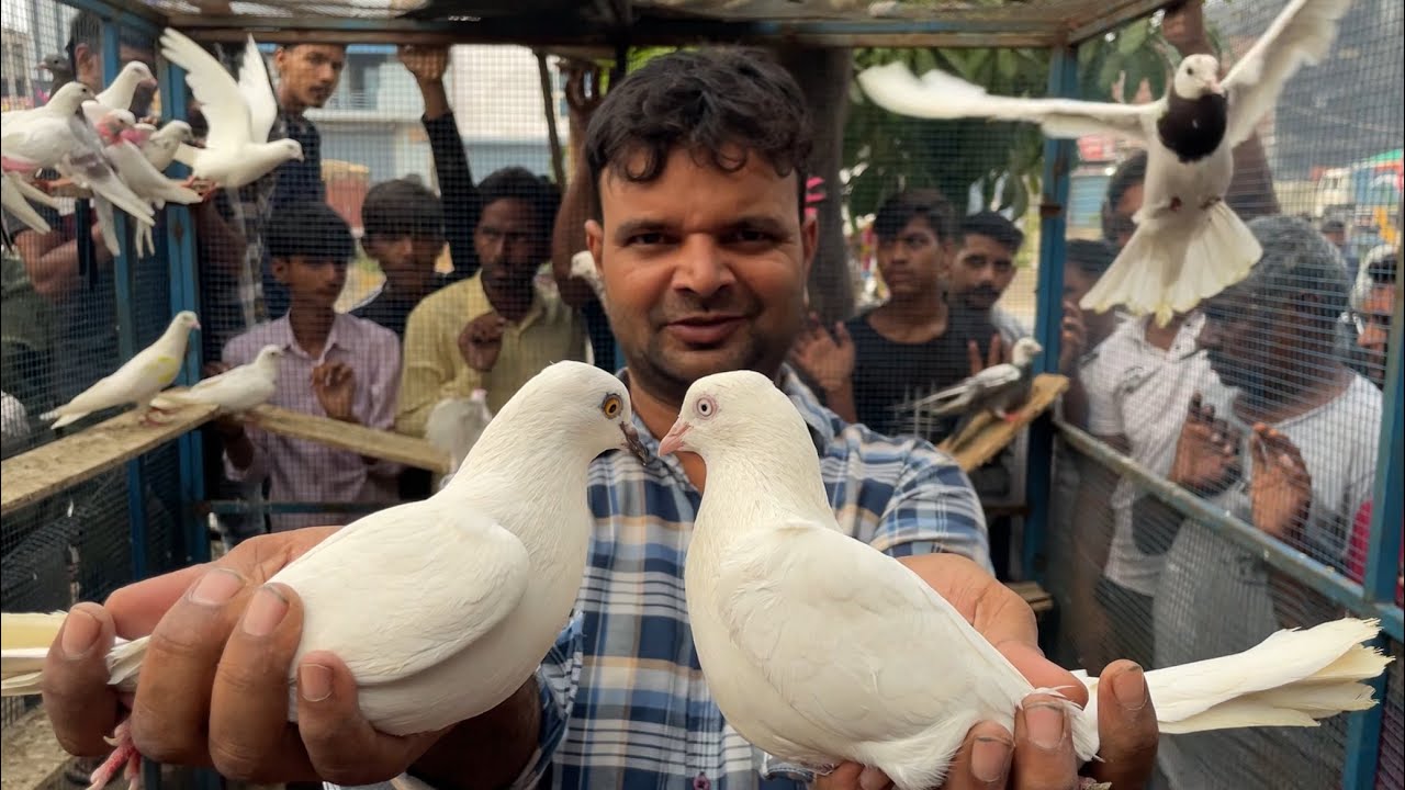 Shazad loni kabutar shop kabootar market loni sehzad pet shop Delhi white pigeons