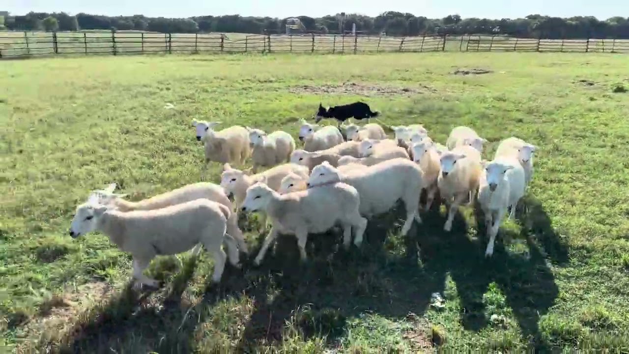 RSD Carl 7mo - fresh lambs
