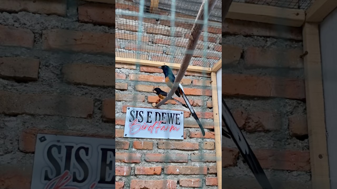 Cara mengatasi murai yang gak mau produksi #sisedewebirdfarm #ternakmuraibatu