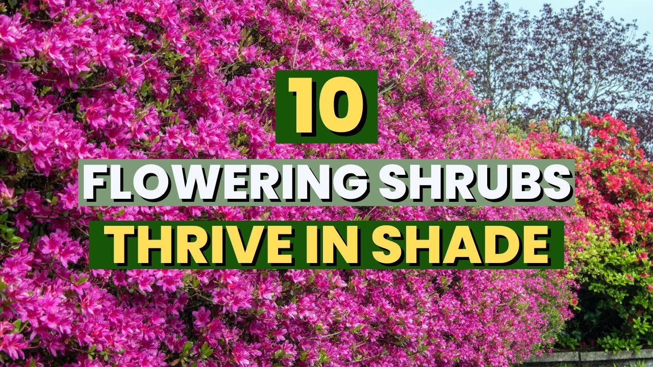 10 BEAUTIFUL Flowering Shrubs That THRIVE in Shade! 🌸🌿