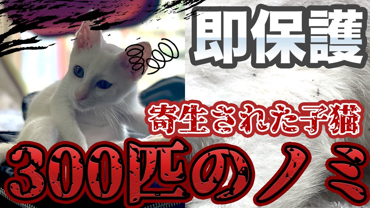 ノミ300匹！漁港近くに捨てられていた子猫。【アニマルレスキュー】白い子猫の疥癬とノミ300匹以上による皮膚病は治るのか？