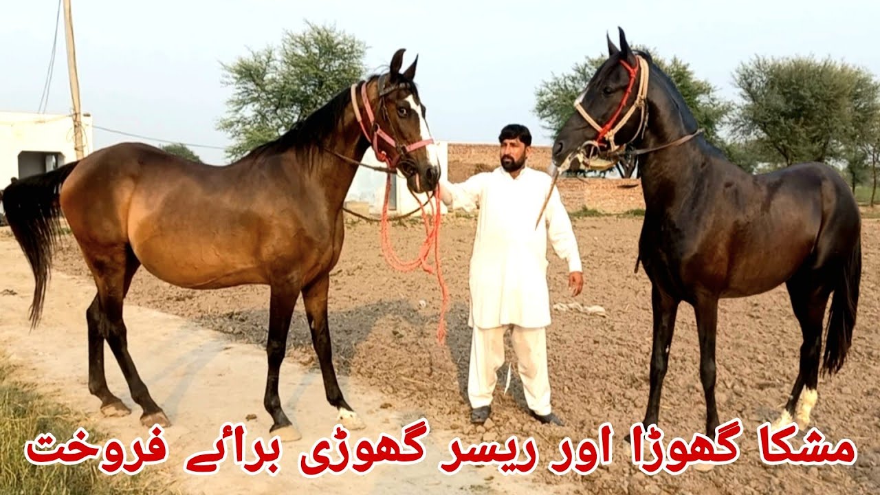 Racer ghodi |mushka ghoda |most beautiful horses for sale in Jhang punjab Pakistan